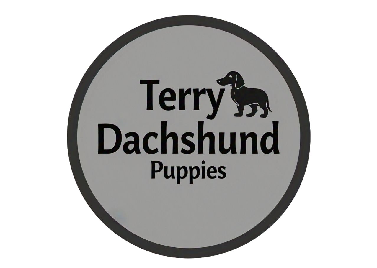 Terry Dachshund Puppies